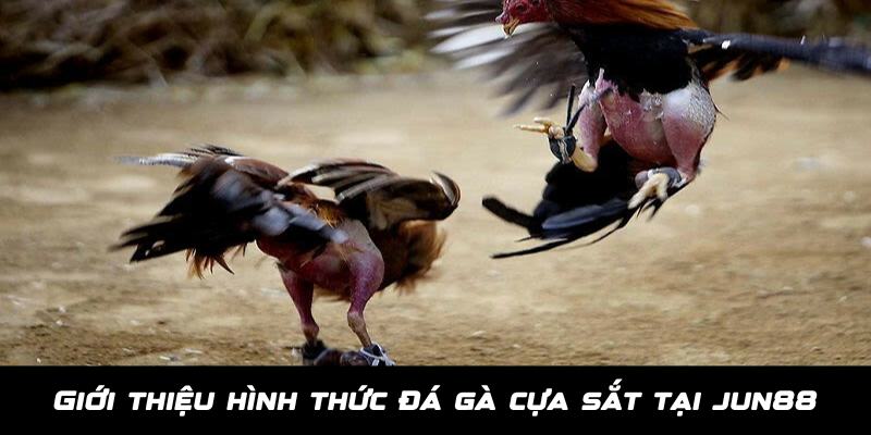 Giới thiệu về hình thức đá gà cựa sắt Jun88 siêu hấp dẫn